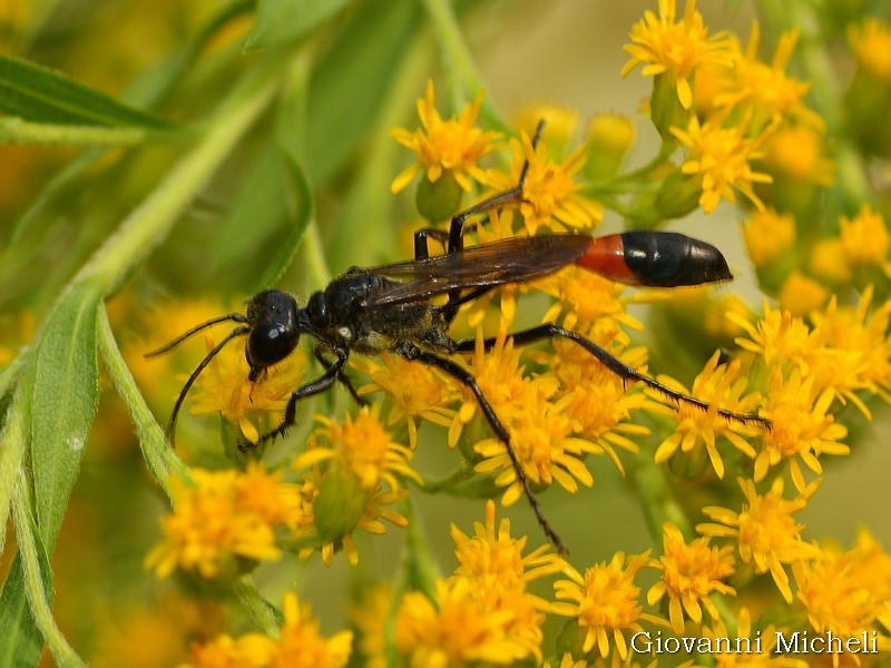 Sphecidae: cfr. Ammophila sabulosa